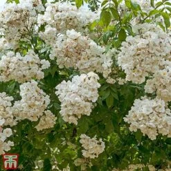 Rose 'Bobbie James' (Rambling Rose) -Garden Plants TKA3470 ROSE 2