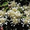 Schizophragma Hydrangeoides Var. Concolor 'Moonlight' -Garden Plants TKA3512 SCHI 1