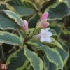 Weigela 'White Lightning' 1 Weigela 'White Lightning' -Garden Plants TKA3718 WEIG 1