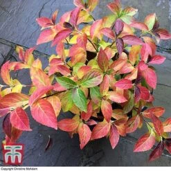 Hydrangea 'Runaway Bride' -Garden Plants TM HYDRA TKA1041 2