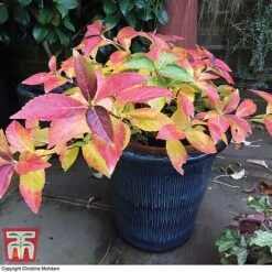 Hydrangea 'Runaway Bride' -Garden Plants TM HYDRA TKA1041