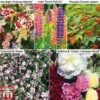 Perennial Saver Collection -Garden Plants TM5p