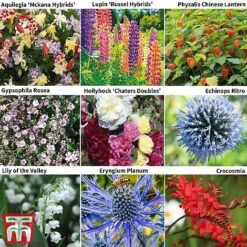 Perennial Saver Collection -Garden Plants TM9p