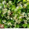 Trachelospermum Jasminoides 'Star Of Toscana' -Garden Plants TRAC T71895 A
