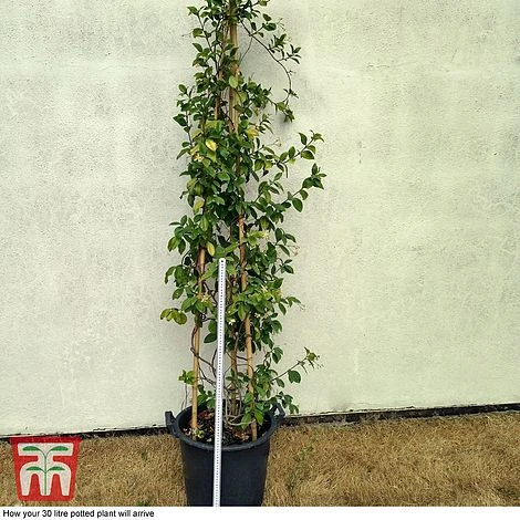 Trachelospermum Jasminoides 'Star Of Toscana' 4 Trachelospermum Jasminoides 'Star Of Toscana' - Image 2