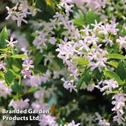 Trachelospermum Trio -Garden Plants TRAC PINKYWING L21451