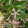 Trachelospermum Jasminoides 'Star Of Milano' -Garden Plants TRAC STARMILAN H50826