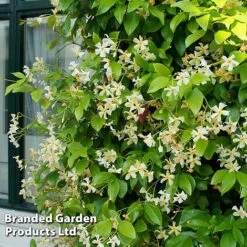 Trachelospermum Trio -Garden Plants TRAC STAROFTOS T40591