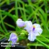 Tradescantia Little Doll -Garden Plants TRAD 64686 A