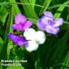 Tradescantia Virginiana 2 Tradescantia Virginiana -Garden Plants TRAD 64692 A