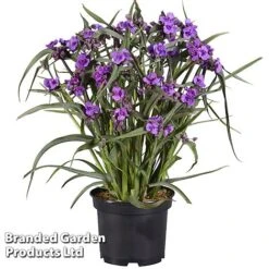 Tradescantia 'JS® Brainstorm' 17 Tradescantia 'JS® Brainstorm' -Garden Plants TRAD BRAINSTOR H41253