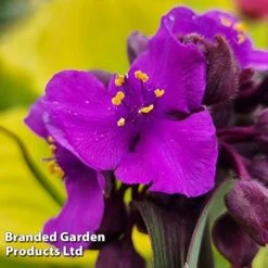 Tradescantia 'JS® Brainstorm' 13 Tradescantia 'JS® Brainstorm' -Garden Plants TRAD BRAINSTOR H41254