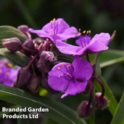 Tradescantia 'JS® Brainstorm' 14 Tradescantia 'JS® Brainstorm' -Garden Plants TRAD BRAINSTOR H41255