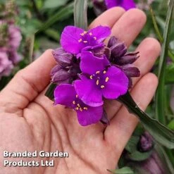 Tradescantia 'JS® Brainstorm' 16 Tradescantia 'JS® Brainstorm' -Garden Plants TRAD BRAINSTOR H41260
