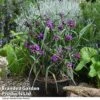 Tradescantia 'JS® Brainstorm' -Garden Plants TRAD BRAINSTOR T50076