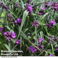 Tradescantia 'JS® Brainstorm' 15 Tradescantia 'JS® Brainstorm' -Garden Plants TRAD BRAINSTOR T50080