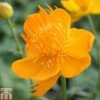 Trollius Chinensis 'Golden Queen' 2 Trollius Chinensis 'Golden Queen' -Garden Plants TROL T78448 A h