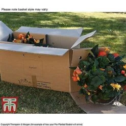 Sherbet Lemon 10 Sherbet Lemon -Garden Plants TUTT KB3436 DD2