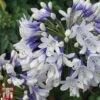 Agapanthus Africanus 'Twister' -Garden Plants TWISTER A