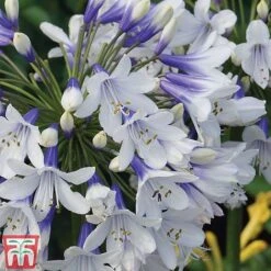 Agapanthus Africanus 'Twister' -Garden Plants TWISTER C