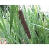 Typha Latifolia (Marginal Aquatic) -Garden Plants TYPH T78463 A h