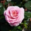 'Palace Tabor' Patio Shrub Rose -Garden Plants Tabor Palace Poulpal104 N 1