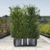 English Yew Ready Bag Instant Hedge 1m (pre-grown) -Garden Plants Taxus20baccata20copy