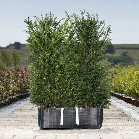 English Yew Ready Bag Instant Hedge 1m (pre-grown) 3 English Yew Ready Bag Instant Hedge 1m (pre-grown)
