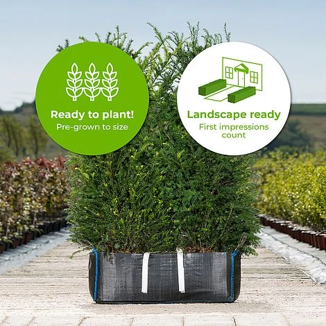 English Yew Ready Bag Instant Hedge 1m (pre-grown) 4 English Yew Ready Bag Instant Hedge 1m (pre-grown) - Image 2