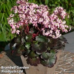 Saxifraga Dancing Pixies Duo -Garden Plants Tilly