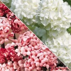 Viburnum Duo -Garden Plants Untitled 119
