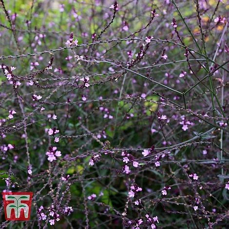 Verbena Officinalis Var. Grandiflora 'Bampton' 4 Verbena Officinalis Var. Grandiflora 'Bampton' - Image 2