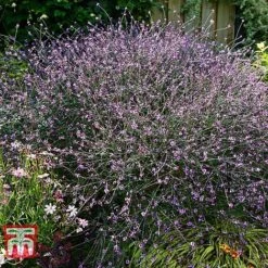 Verbena Officinalis Var. Grandiflora 'Bampton' 9 Verbena Officinalis Var. Grandiflora 'Bampton' -Garden Plants VERB KB3205 B