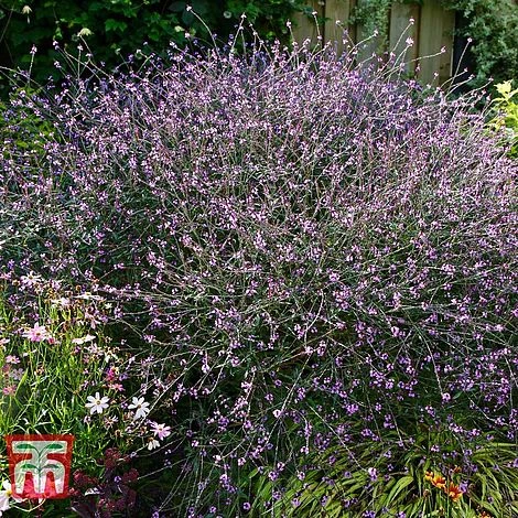 Verbena Officinalis Var. Grandiflora 'Bampton' 5 Verbena Officinalis Var. Grandiflora 'Bampton' - Image 3