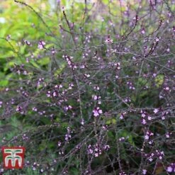 Verbena Officinalis Var. Grandiflora 'Bampton' 10 Verbena Officinalis Var. Grandiflora 'Bampton' -Garden Plants VERB KB3205 C
