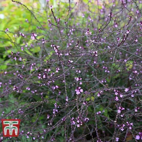 Verbena Officinalis Var. Grandiflora 'Bampton' 6 Verbena Officinalis Var. Grandiflora 'Bampton' - Image 4