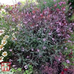Verbena Officinalis Var. Grandiflora 'Bampton' 11 Verbena Officinalis Var. Grandiflora 'Bampton' -Garden Plants VERB KB3205 D