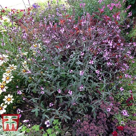 Verbena Officinalis Var. Grandiflora 'Bampton' 7 Verbena Officinalis Var. Grandiflora 'Bampton' - Image 5