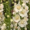 Verbascum Phlomoides 'Snow Maiden' -Garden Plants VERB T64706 A h