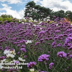 Perennial Eternal Flowering Collection 27 Perennial Eternal Flowering Collection -Garden Plants VERB BUENOSAIR L243422021