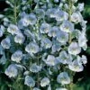 Veronica Gentianoides -Garden Plants VERO T82222 A