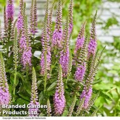 Veronica 'Lavender Lightsaber' -Garden Plants VERO LAVLIGHTS S35065