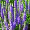 Veronica Spicata 'Ulster Dwarf Blue' -Garden Plants VERO ULSTERDWR1