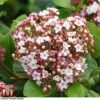 Viburnum Tinus 'Lisarose' -Garden Plants VIBU 6209 A1