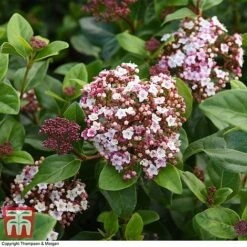 Viburnum Tinus 'Lisarose' -Garden Plants VIBU 6209 A3