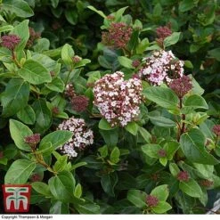 Viburnum Tinus 'Lisarose' -Garden Plants VIBU 6209 A4
