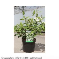 Viburnum Plicatum 'Watanabe' -Garden Plants VIBU T66513 B h