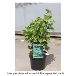 Viburnum Dentatum 'Blue Muffin Christom' -Garden Plants VIBU T68199 B h