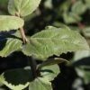 Viburnum Carlesii 'Aurora' -Garden Plants VIBU T74350 A h