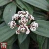 Viburnum Davidii -Garden Plants VIBU TKA3676 A